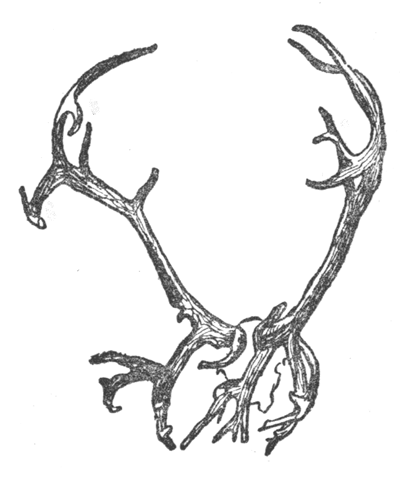 antlers