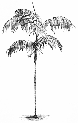 Image not available: CHAMÆDOREA.

Slender Palm Type; for placing amidst groups of dwarfer subjects during
the summer months.