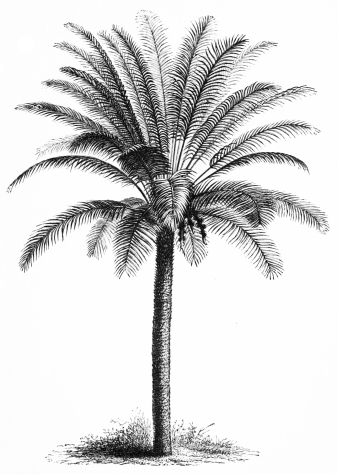 Image not available: CYCAS (very large and old specimen).

Stove Section: suitable for placing in the open air, in warm and
sheltered parts of the country, after a strong growth has been made and
matured indoors.