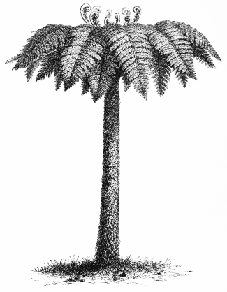 Image not available: TREE FERN.

For half-shady sheltered dells, in warmer and milder districts, during
the summer months.