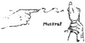 Muskrat