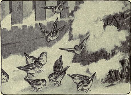 birds in snow