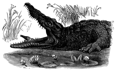 Image unavailable: CROCODILE BASKING IN THE SUN.