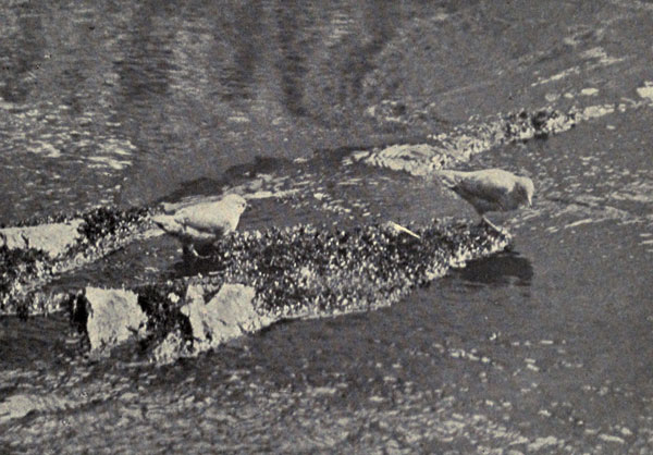 Water Ouzels in a
Mountain Stream