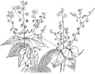 enchanter’s nightshade