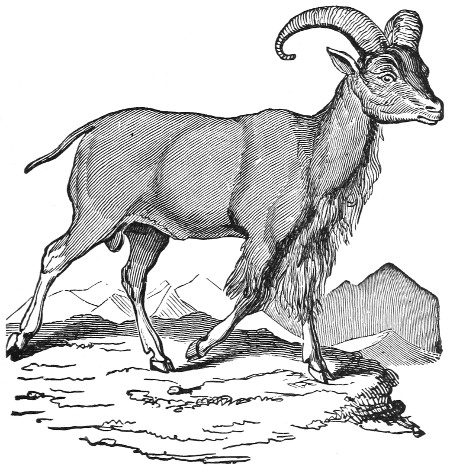 Wild goat