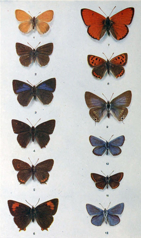 Plate 12