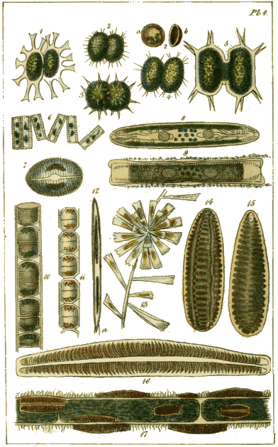 Plate IV