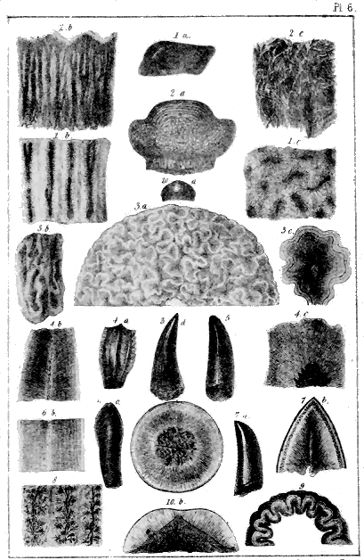 Plate VI