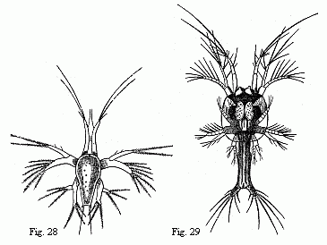 Fig. 28. Nauplius of
a Prawn, magnified. Fig. 29. Young Zoëa of the same Prawn, magnified.