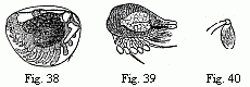 Fig. 38. Embryo of a
Philoscia in the egg, magnified. Fig. 39. Embryo of Cryptoniscus planarioides,
magnified. Fig. 40. Last foot of the middle-body of the larva of Entoniscus
Porcellanæ, magnified.