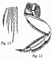 Fig. 12. Posterior
entrance to the branchial cavity of Ocypoda rhombea, Fab. The carapace and the
fourth foot of the right side are removed. Fig. 13. Points of some of the hairs
of the basal joints of the foot, magnified. 