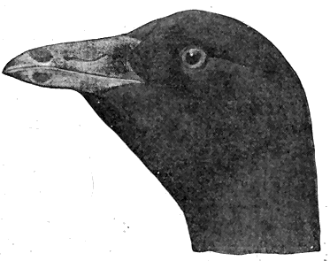 COOT'S HEAD