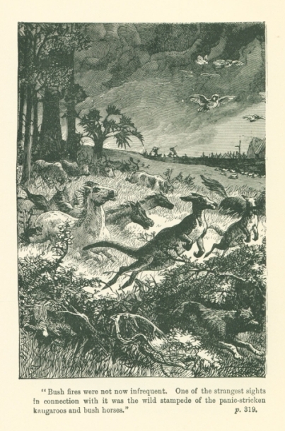 "Bush fires were not now infrequent. One of the strangest sights in connection with it was the wild stampede of the panic-stricken kangaroos and bush horses."