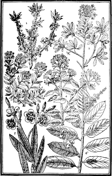 Page 399: Bay; Spurge Oliue; Rocke Roses.