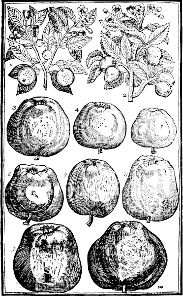 Page 585: Orenges; Apples.