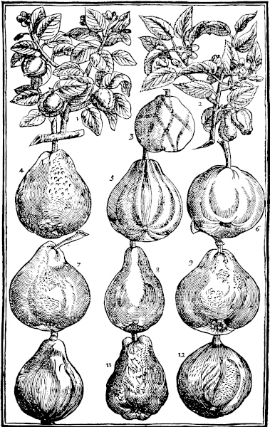 Page 591: Quinces; Peares.