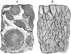 Fig. 43.