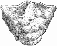 Fig. 96.