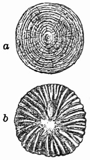 Fig. 123.