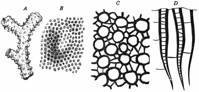 Fig. 196.