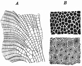 Fig. 200.