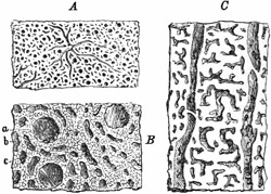 Fig. 210.