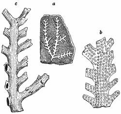 Fig. 437.