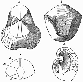 Fig. 530.