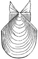 Fig. 595.