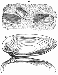 Fig. 635.