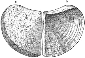 Fig. 1083.