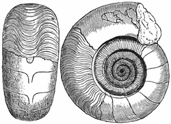 Fig. 1094.