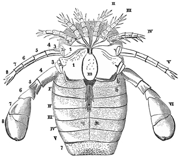 Fig. 1354.