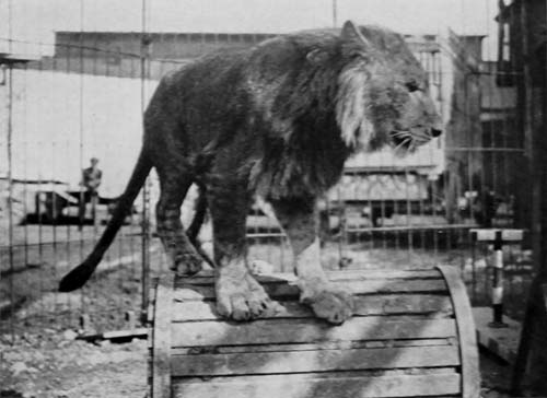 AN INBRED LION, HENCE NOT A GOOD WORKER