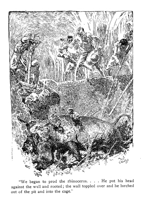 "We began to prod the rhinoceros.... He put his head against the wall and rooted; the wall toppled over and he lurched out of the pit and into the cage."