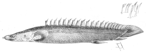 Polypterus