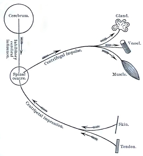 Reflex arc