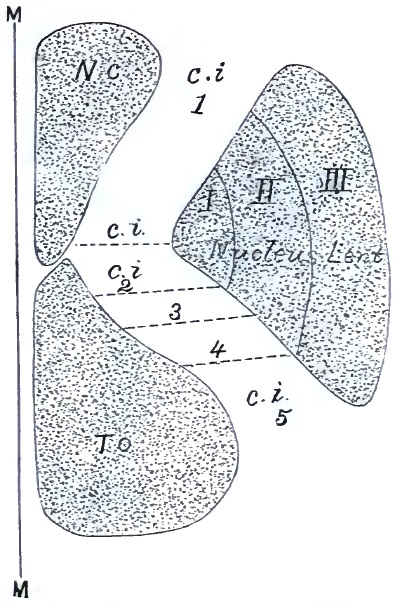 Horizontal section through cerebral hemisphere