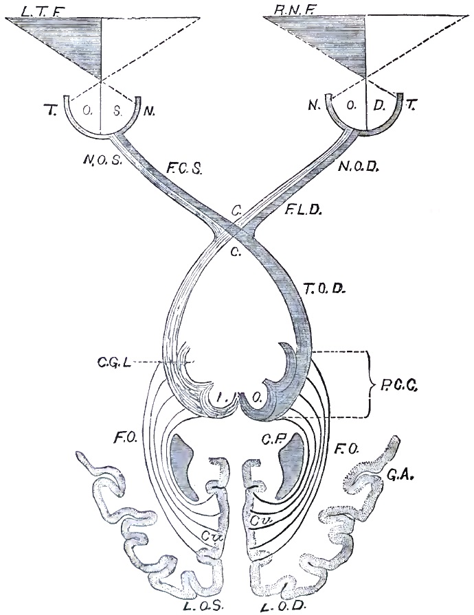 Diagram of visual paths