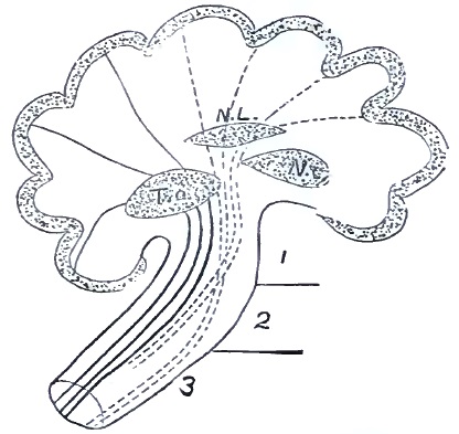 Fasciculi of the internal capsule