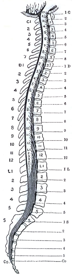 Nerve exits