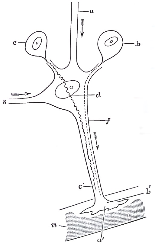 Mental relations of motor and trophic cells