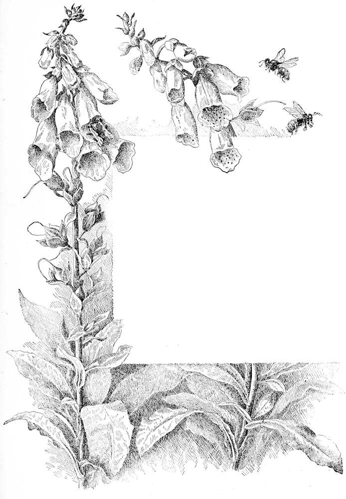 Garden foxglove