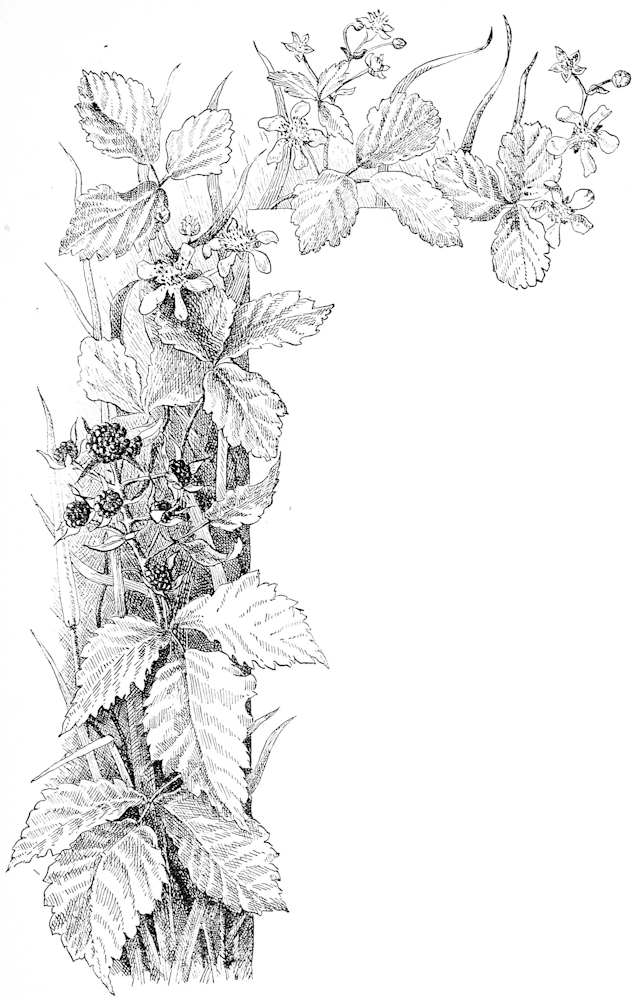 Blackberry plant