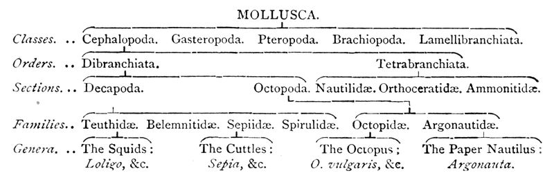 cephalopoda class