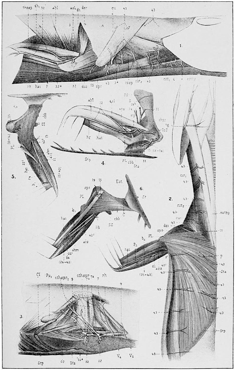 Plate I