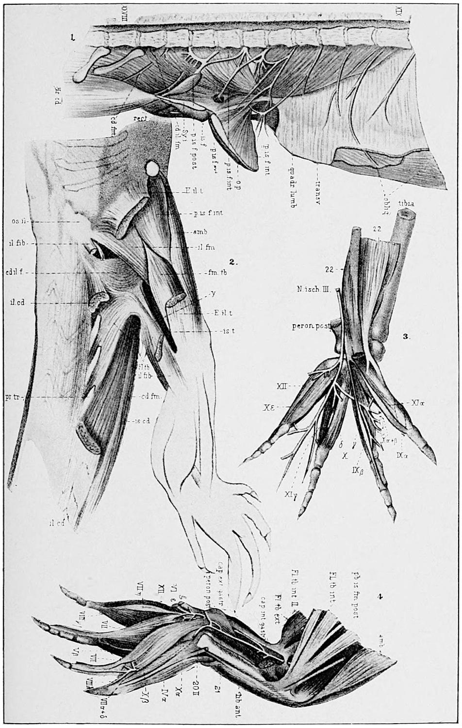 Plate IV