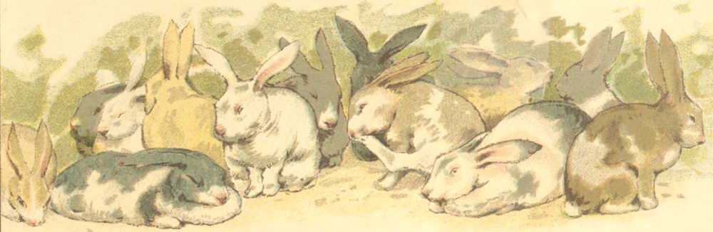 Colony of rabbits