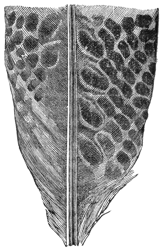 Fig. 55.